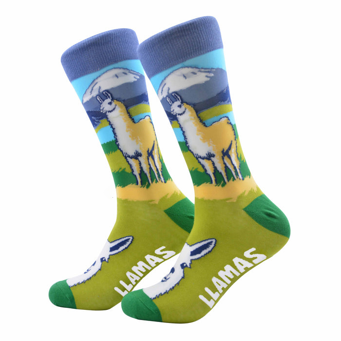 pack lector calcetines, infusor más infusión